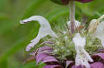 Lemon beebalm